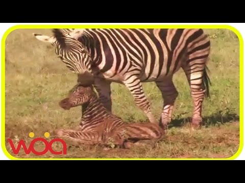 Wild Animals TV ★ Monster leech swallows giant worm