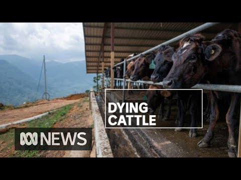 Mass deaths of Australian cattle in Sri Lanka | ABC News