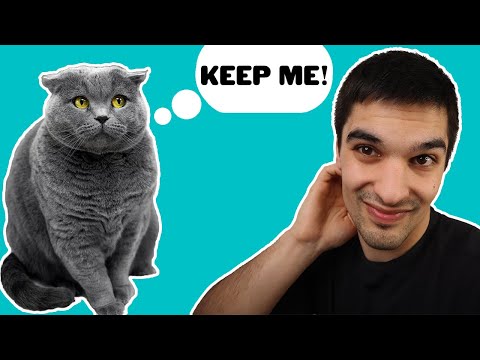 Rehoming Your Cat | Should You Feel Guilty About It?