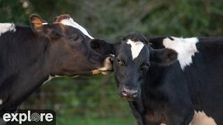 Live Farm Sanctuary Main Cow Barn and Pasture powered by EXPLORE.org live webcam