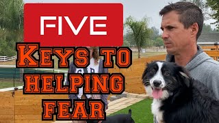 Learn how to help your fearful dog with my 5 keys to fixing fear