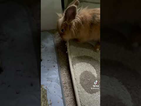 How to stop your bunny chewing and pulling carpet - Rabbit Hacks - #shorts #rabbittraining #rabbit