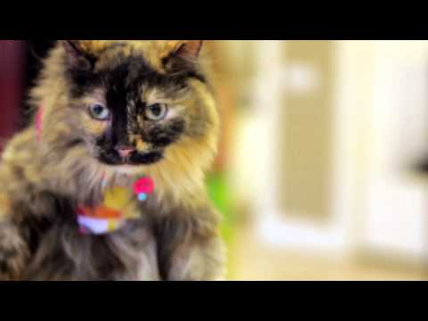 Cute Cat Music Video: Peace Love & Rescue