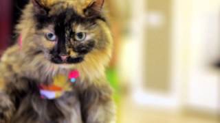 Cute Cat Music Video: Peace Love & Rescue