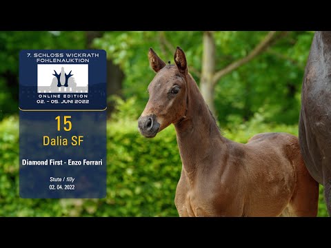 7. Schloss Wickrath Fohlenauktion Lot 15 Dalia SF Stute v. Diamond First - Enzo Ferrari