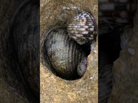 Tropical sea snail mollusks Caribbean Sea Xcalacoco Beach Playa del Carmen Mexico #shorts #nature