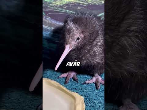 Szenvedésre teremtett állatok 😨 #animals #állatok