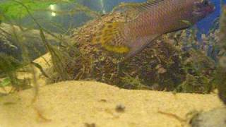 preview picture of video 'Pelvicachromis Taeniatus Moliwe with newly freeswimming fry'