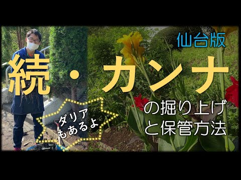 播種用に収集できるカンナの種子