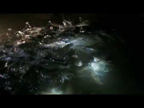 cave fish Thom Lod Thailand