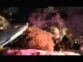 shark swallowed by octopus 