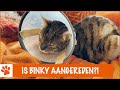Binky heeft een zwaar ongeluk gehad! | DierenpraatTV