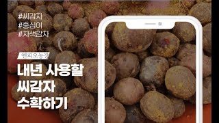 씨감자를 조금밖에 못 키우게 된 사연 | 씨감자만들기 | 씨감자수확 | 씨감자종류