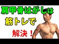 肩甲骨はがしは筋トレで解決!肩甲骨が柔らかくなり、肩こりも改善されるエクササイズ 背中のトレーニング