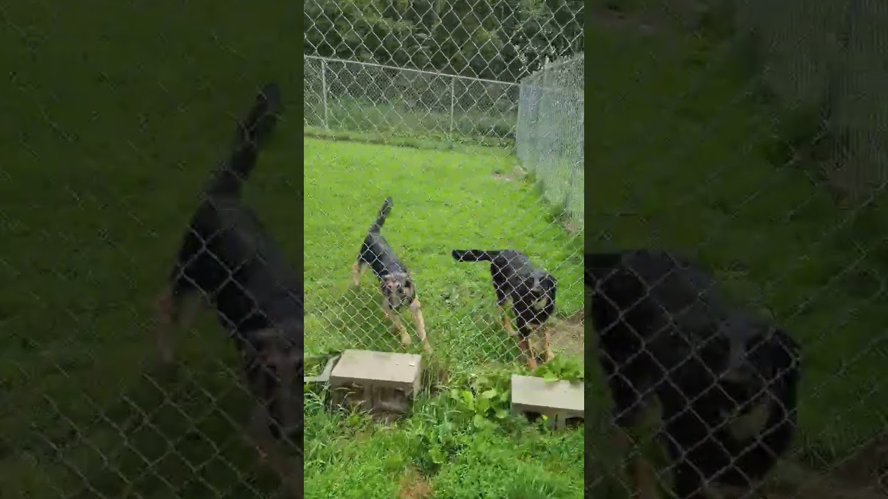 Enlarge Tia, a Adoptable German Shepherd Dog in Middlebury, VT video 4/4