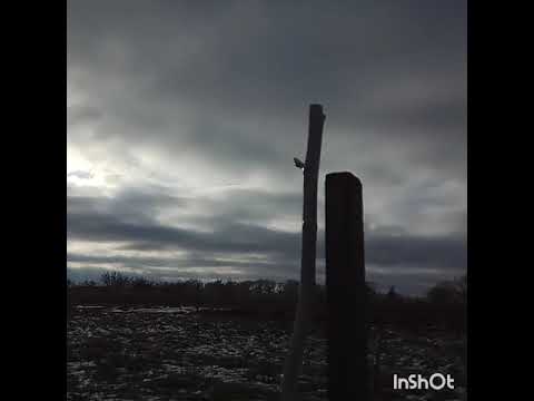 EU version. Посадка саженцев Н.Ф.КИКТЕНКО Пещанский и Кадрень в Чернигове в -5С.