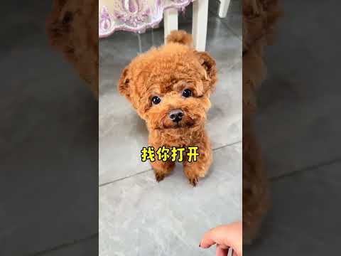 小狗都会“说话”了，合集来喽！ #萌宠日常记录#狗狗#萌宠成精##萌宠#米奇是只小泰迪#shorts