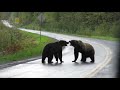 Two Grizzly Bears Fight In The Middle Of The Road 1070764