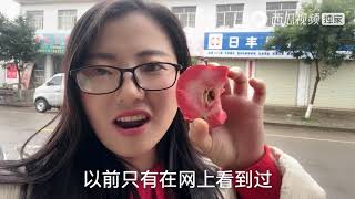 悦悦到甘肃朋友拿出当地特产，红肉苹果和甜醅子，大家见过吗？