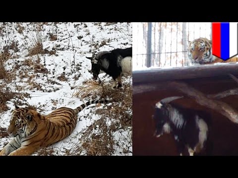 Tygrys zaprzyjaźnia się z kozą, która miała być jego obiadem