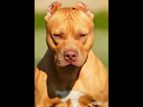 Oído al tambor (El JOLEO)