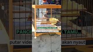Download lagu pancingan prenjak tamu..putur video ini prenjakmu akan nyaut #fyp #short #viral #prenjak #pancingan mp3