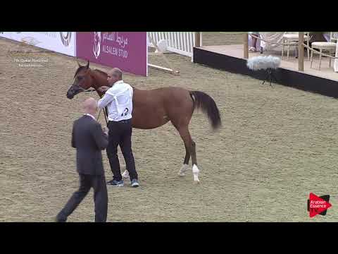 N.12 SHAHLA AL SAAD - 2019 Qatar Individuals - Yearling Fillies (Class 1A) .mp4