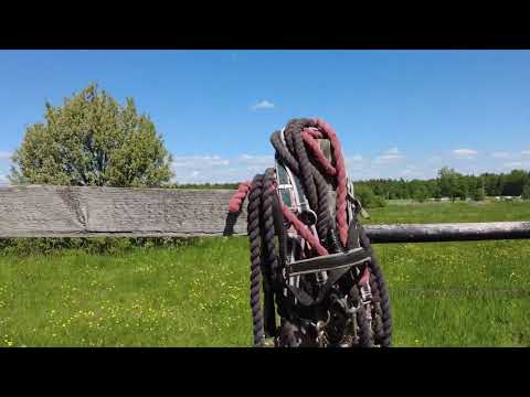 Strömsholm - sommar 2021