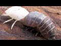 Life of Pill Bugs