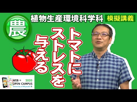 「おいしく食べて健康になれる農産物をつくる－トマトにストレスを与える？－」農学部・圖師 一文