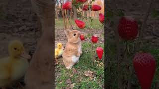 Delicious Strawberry 😋 #rabbit #eating