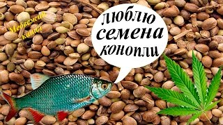 Прикормка для рыбы из конопляного семян
