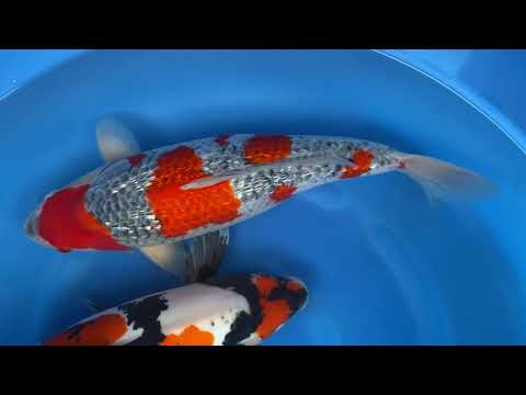 202110 SP-A569 Koda Sansai Female GR Goshiki D Showa 50-55cm WYSIWYG