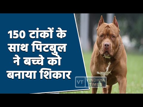 पिटबुल ने फिर से बनाया बच्चे को शिकार, 10 सेकंड तक कटता रहा.