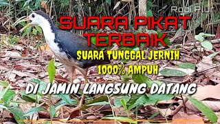 Download lagu 🔴 Suara pikat ruak ruak paling ampuh 1000%,suara tunggal terbaik,dijamin langsung datang mp3
