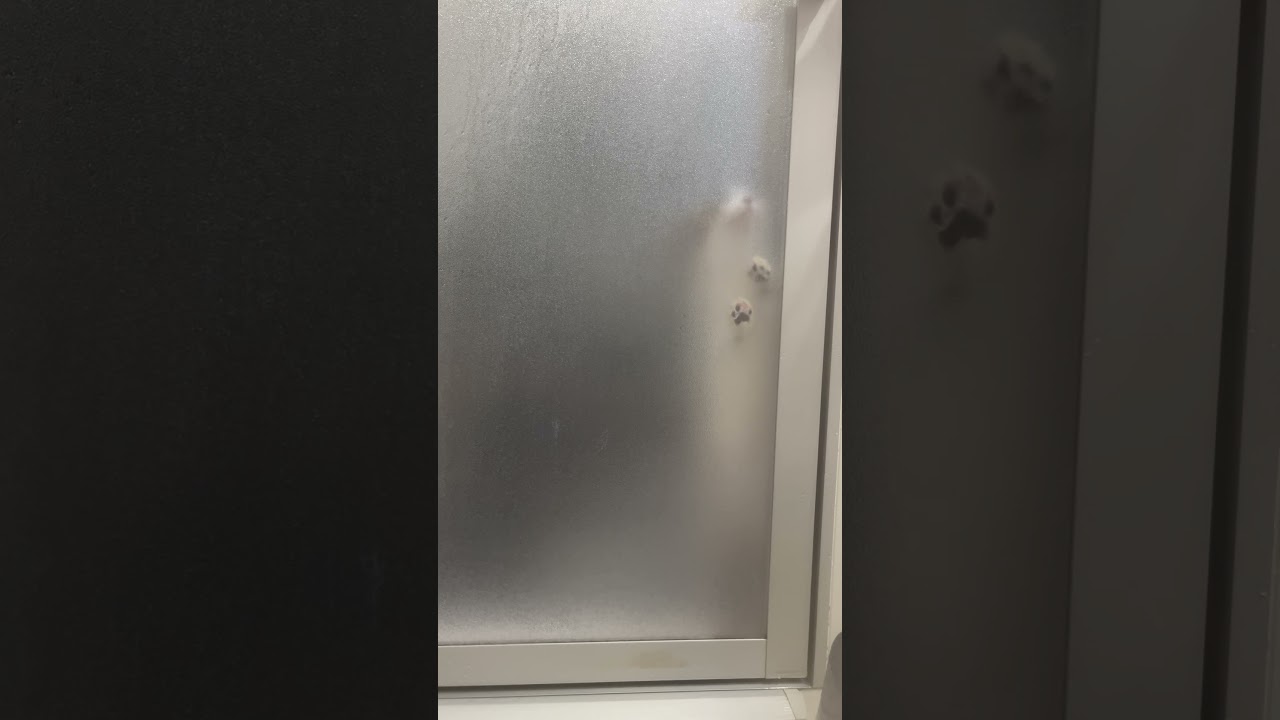 風呂出待ちにゃんこ