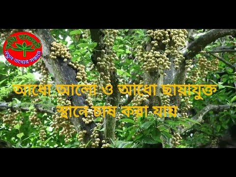 আধো আলো আধো ছায়াতে জন্মে লটকন ফল