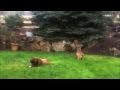 Coyote Stalks & Attacks Big Dog -- FUNNY! 