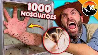 Bitten by 1000 Deadly Mosquitoes!