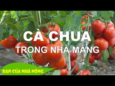 , title : 'Công nghệ trồng Cà Chua trong nhà màng mang lại hiệu quả hình tế cao nhất'