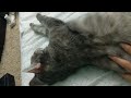 Grey Tabby Cat Try To Sleep With Styles Shorts