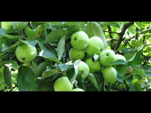 Papierówki dla wielu są najlepszymi jabłkami. Jakie jest Wasze zdanie?