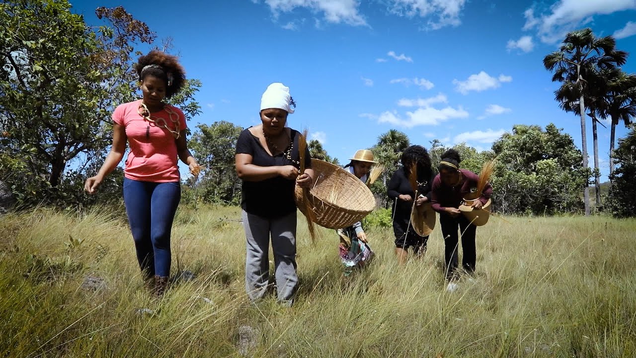 Capim Dourado Jalapão Tocantins Amazônia Legal 06x13