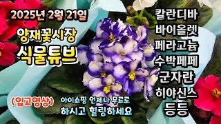 대낮의 햇살이 봄처럼 따뜻한 날 어떤 식물들이 입고되었는지 함께 보러가시죠~~  25년 2월 21일  양재꽃…