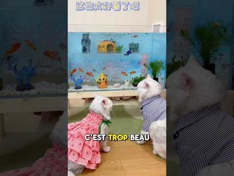 J’ai fabriqué un mini tunnel sous-marin pour mon chaton !