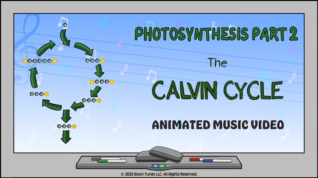 Photosynthesis Part 2: The Calvin Cycle  | Animated Music Video |