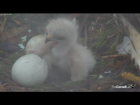 First Glimpses of Newly Hatched Red-tailed Hawk Chick