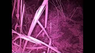 ダルマガエル観察ライブ20250830