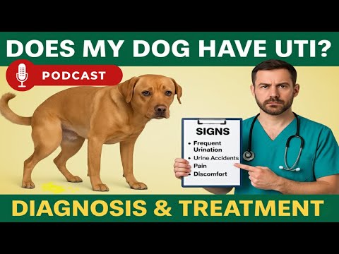 Urinary Tract Infection in Dogs: Symptoms, Diagnosis & Prevention