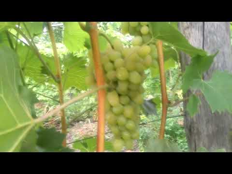 What to do if you want grapes - plant this variety.